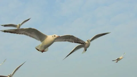 Flying seagull Stock Footage 133415386