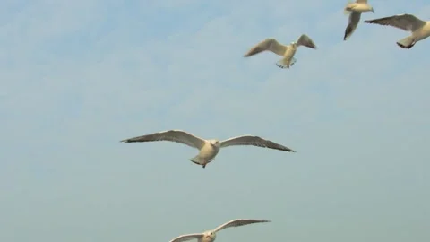 Flying seagull Stock Footage 133415588