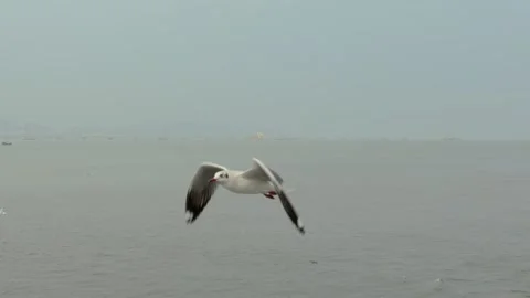 Flying seagull Stock Footage 133416020