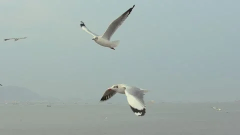 Flying seagull Stock Footage 133416058