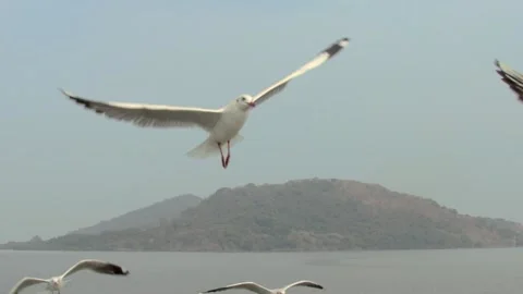 Flying seagull Stock Footage 133417236