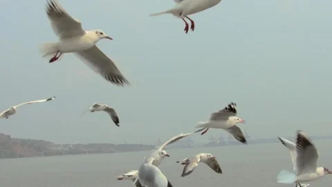 Flying seagull Stock Footage 133418063