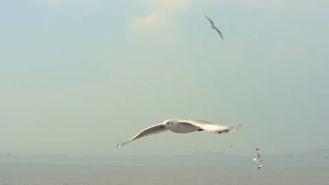 Flying seagull Stock Footage 133420653