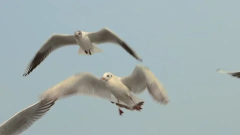 Flying seagull Stock Footage 133422149