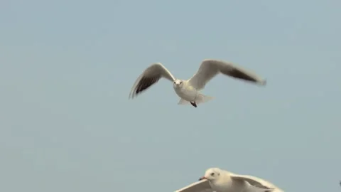 Flying seagull Stock Footage 133422262