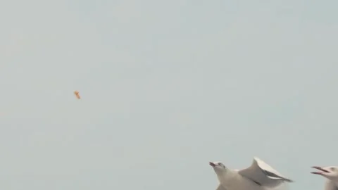 Flying seagull Stock Footage 133425450