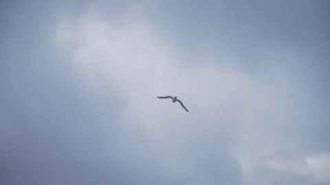 Flying seagull Stock Footage 167035422