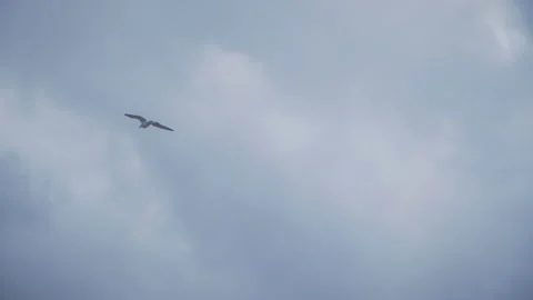 Flying seagull Stock Footage 167035744