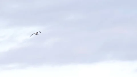 Flying seagull Stock Footage 218982701
