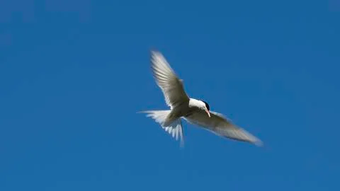 Flying seagull in front of deep blue sky Stock Photos