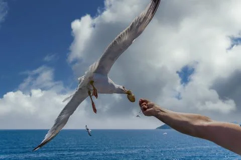 Flying seagull grabs a slice of bread from a male hand feeding him. Stock Photos