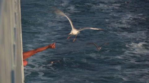 Flying seagull grabs a slice of food from a hand feeding him on a ship. Video stock 204093813