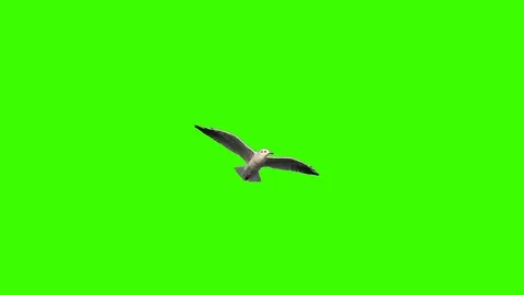 Seagull Green Screen Stock Video Footage | Royalty Free Seagull Green ...