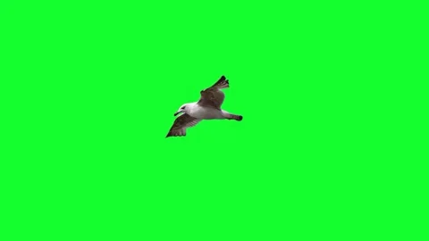 Flying Seagull on a green screen Stock Footage 326873205