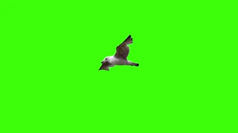 Flying Seagull on a green screen Stock Footage 326873220