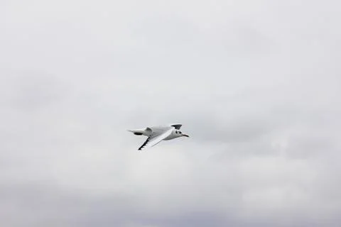 Flying seagull in a grey cloud sky Stock Photos