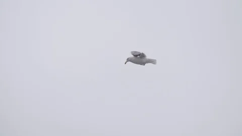 Flying seagull isolated on the white background Stock Footage 98491543