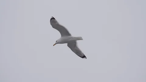 Flying seagull isolated on the white background Stock Footage 98498748