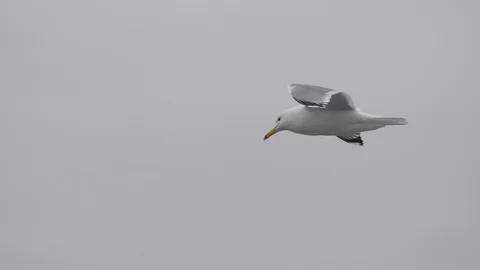 Flying seagull isolated on the white background Stock Footage 98499306
