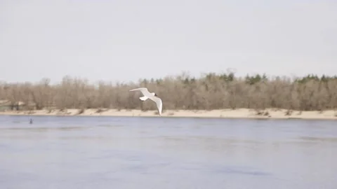 Flying seagull in Kyiv Video stock 151680049