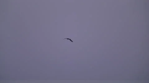 Flying seagull leaving alone in a cloudy day Stock Footage 239446811