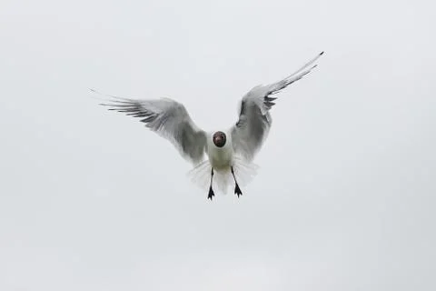 Flying seagull looking at the camera Stock Photos
