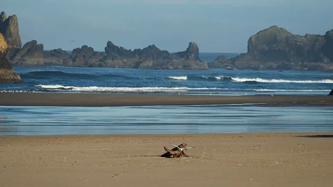 Flying seagull at an ocean beach Stock Footage 87762179
