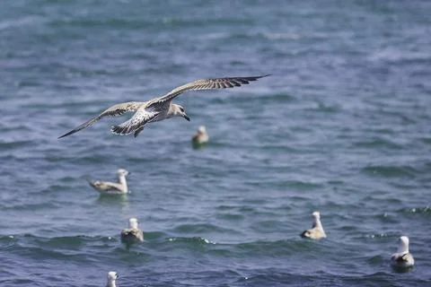 A flying seagull with open wings Stock Photos