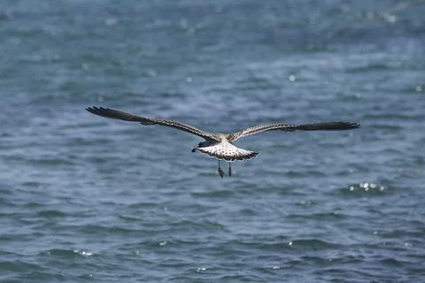 A flying seagull with open wings Stock Photos