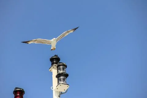 Flying Seagull Over Nautical Lighting Pole Amid Blue Sky Stock Photos