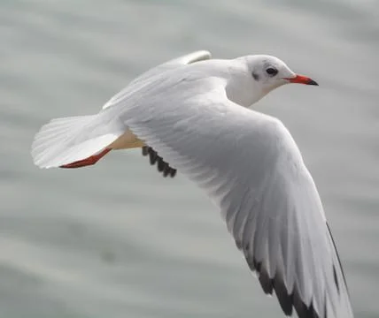 A Flying Seagull Over Ocean. Stock Photos