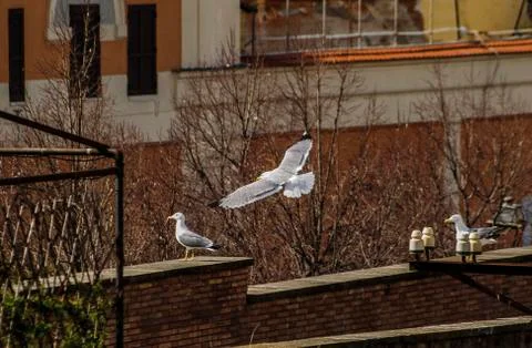Flying Seagull over rooftop Stock Photos