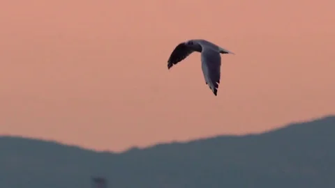 Flying seagull over the sea surface during the sunset Stock Footage 71813762