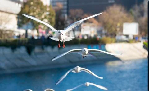 Flying seagull over the water Stock Photos