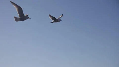 Flying seagull pack. close up. clean day sky. 20160131091936 218 1 Stock Footage 130356433