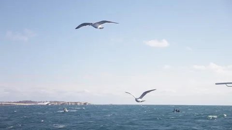 Flying seagull pack. close up. clean day sky. 20160131091850 209 Stock Footage 130519345