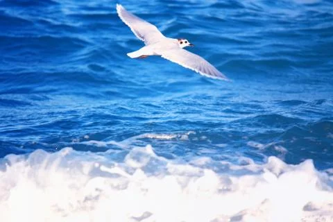 Flying Seagull Stock Photos