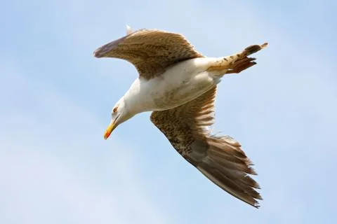 Flying seagull Foto stock