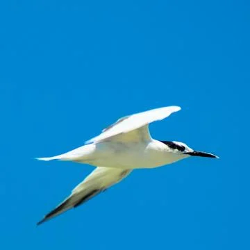 Flying Seagull Stock Photos