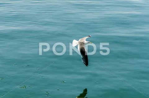 Flying seagull Stock Photos