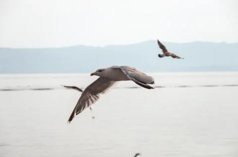 Flying seagull Stock Photos