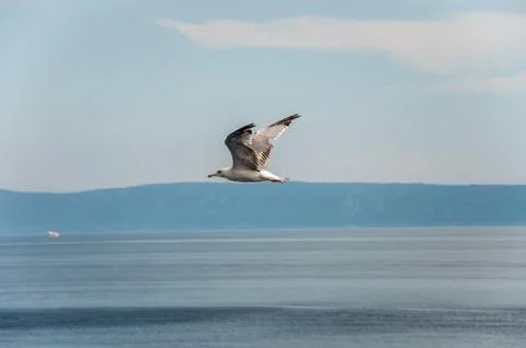 Flying seagull Stock Photos