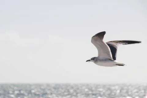 Flying Seagull Stockfoto's