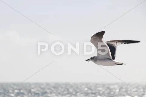 Flying Seagull Stock Photos
