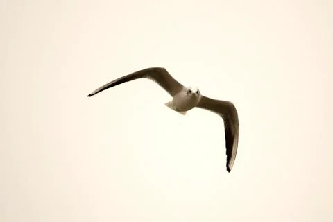 Flying seagull 스톡 사진