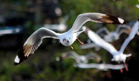 Flying seagull Foto stock