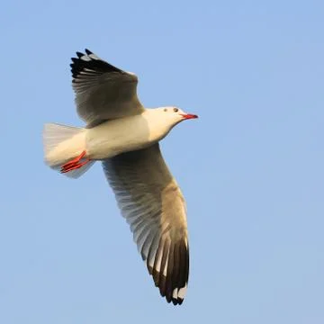 Flying seagull Stock Photos