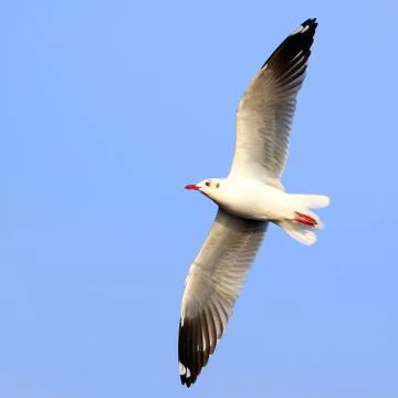 Flying seagull Stock Photos