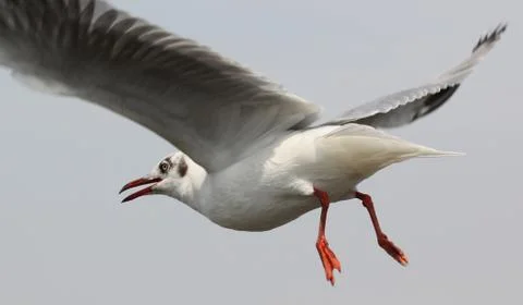 Flying seagull Foto stock