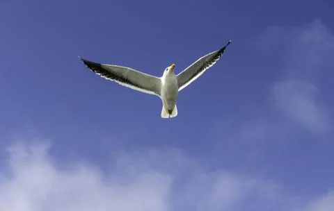 Flying Seagull Stock Photos
